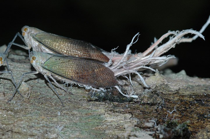 Yasuni wildlife: cicadas 