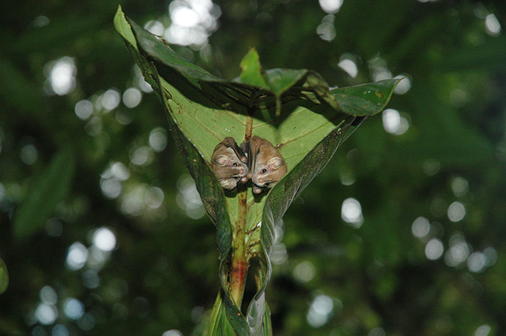 Yasuni wildlife:  bats 