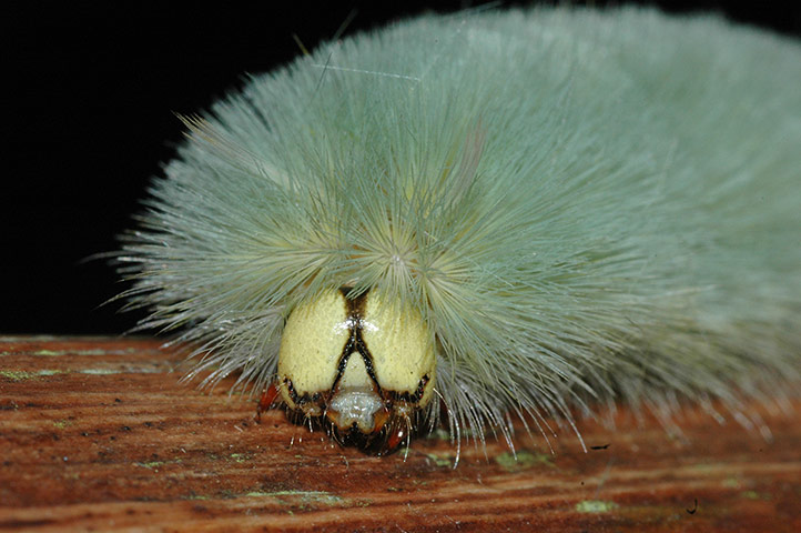 Yasuni wildlife: caterpillars