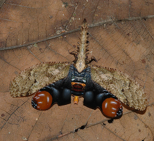 Yasuni wildlife: saw-snouted wax bug