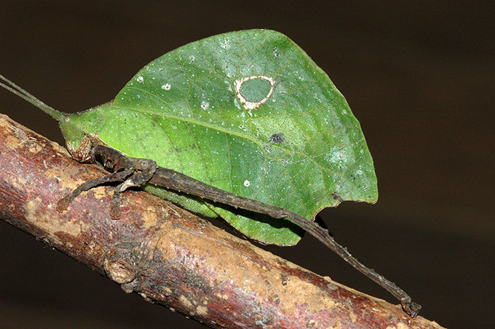 Yasuni wildlife: katydid