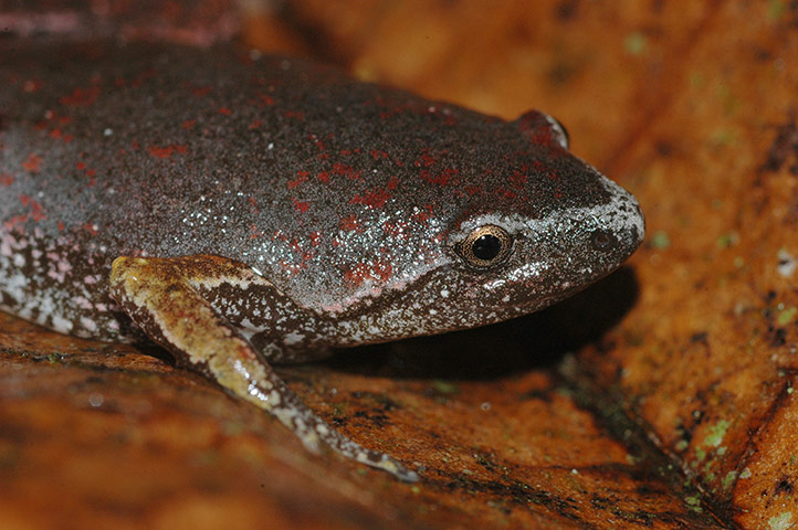 Yasuni wildlife: narrow-mouth frog