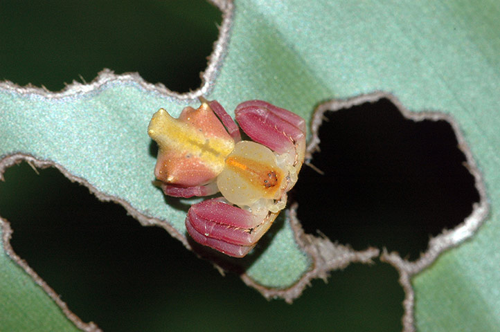 Yasuni wildlife: Crab spiders