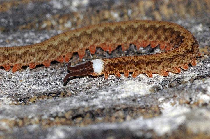 Yasuni wildlife: Velvet worm
