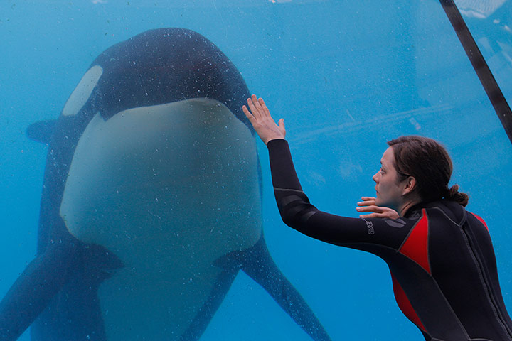 From French film Rust and Bone - woman reaching out to whale through glass