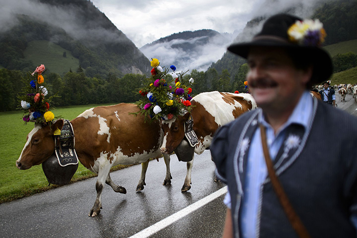 24 hours: Charmey, Switzerland: farmer walks with herd