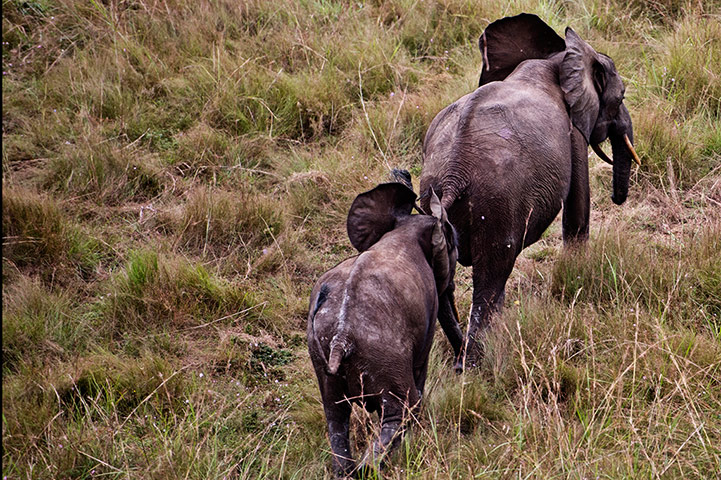 Gabon: War on wildlife crime