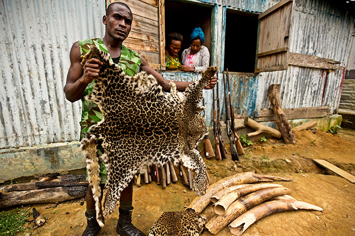 Gabon: War on wildlife crime