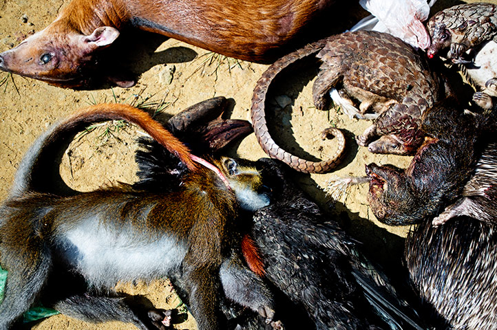 Gabon: War on wildlife crime