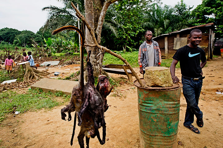 Gabon: War on wildlife crime