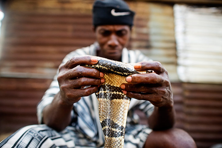 Gabon: War on wildlife crime