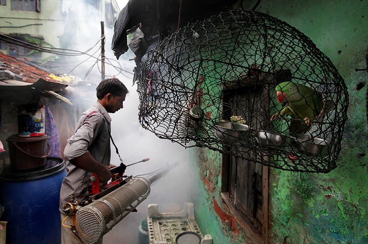 24 hours: Kolkata, India: A health official sprays pesticides