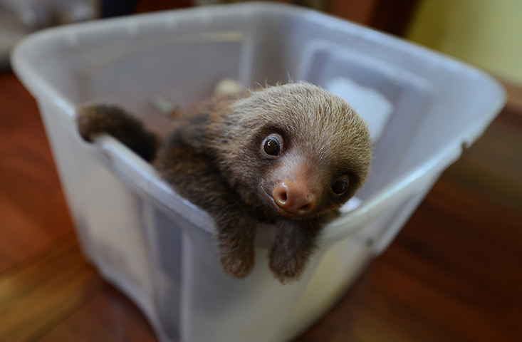 24 hours: Penshurt, Costa Rica: A baby Hoffmann's two-toed sloth