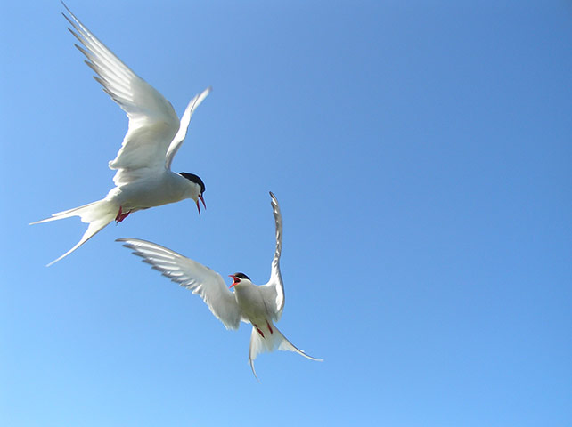 BWPA: 2012 British Wildlife Photography Awards WildPix Young People’s Awards