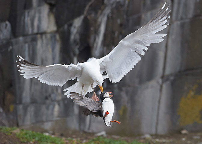 http://static.guim.co.uk/sys-images/Guardian/Pix/pictures/2012/9/4/1346775798368/2012-British-Wildlife-Pho-002.jpg