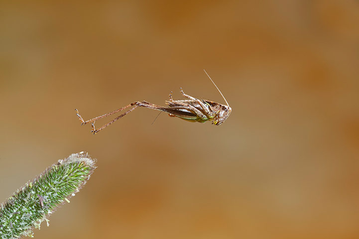 BWPA: 2012 British Wildlife Photography Awards