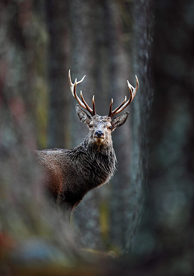 BWPA: 2012 British Wildlife Photography Awards