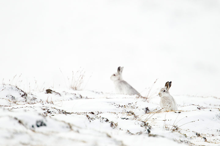 BWPA: 2012 British Wildlife Photography Awards 