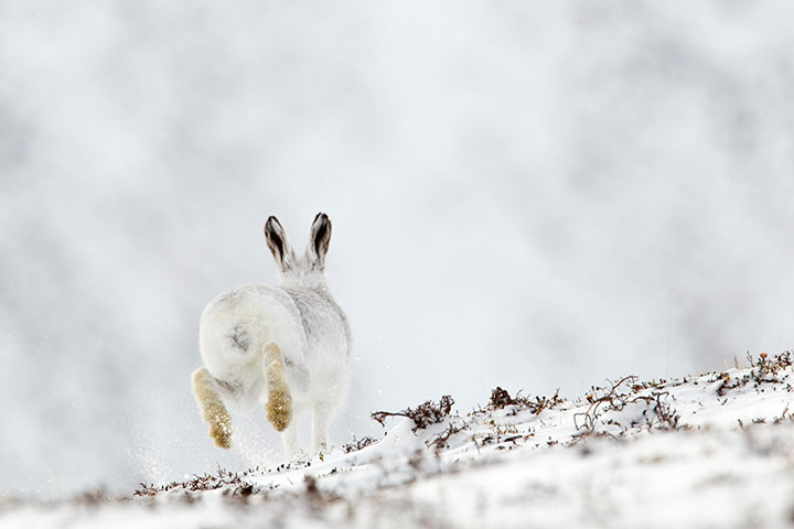BWPA: 2012 British Wildlife Photography Awards 