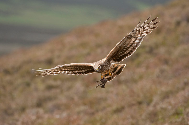BWPA: 2012 British Wildlife Photography Awards 