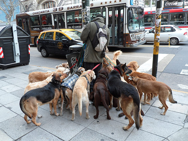Your Pictures - Urban: Man with large number of dogs being walked on urban street