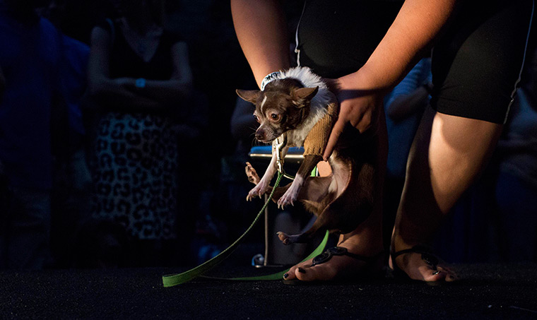 Furry friends dog show: A dog is placed on the runway at the Furry Friends on the Runway