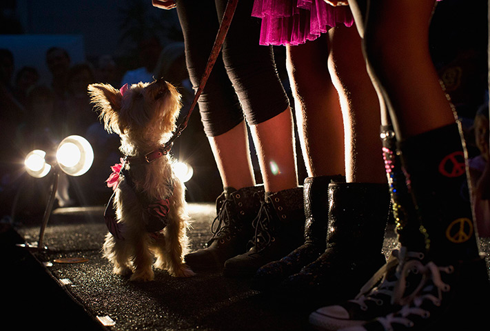 Furry friends dog show: Lucy, the Yorkshire Terrier glances up on the runway 