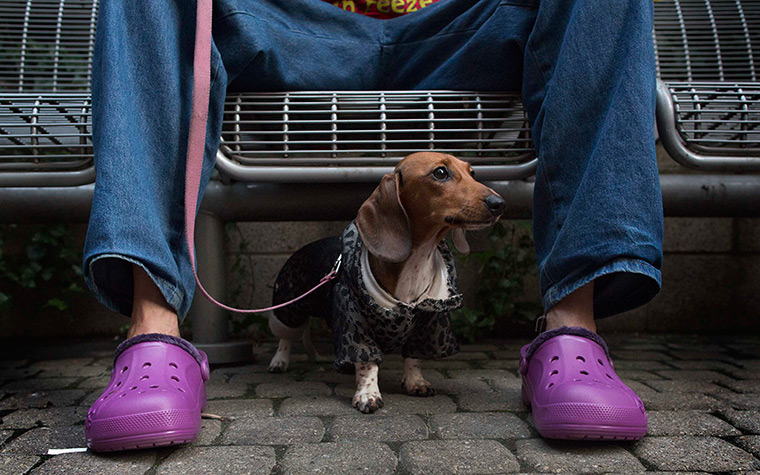 Furry friends dog show: Lila the Dachshund peers between the legs of her owner