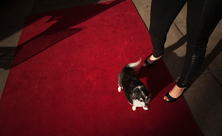 Furry friends dog show: Gene Simmons the Chihuahua walks on the red carpet