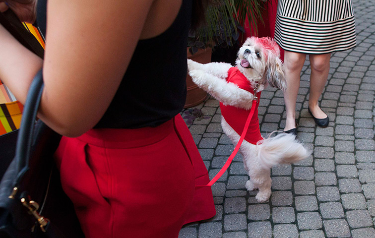 Furry friends dog show: Scotch wears a red jacket and sports matching red fur