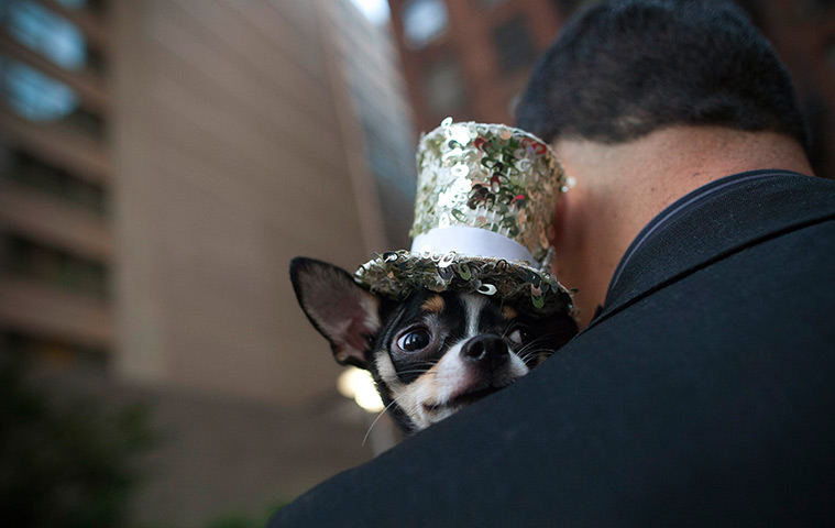 Furry friends dog show: Bogie the Chihuahua peers over his owner's shoulder 