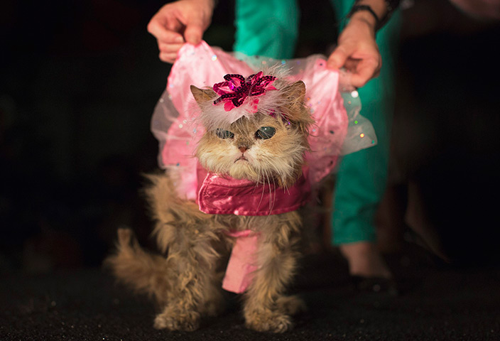 Furry friends dog show: A blind Persian cat called Million Dollar Baby is presented