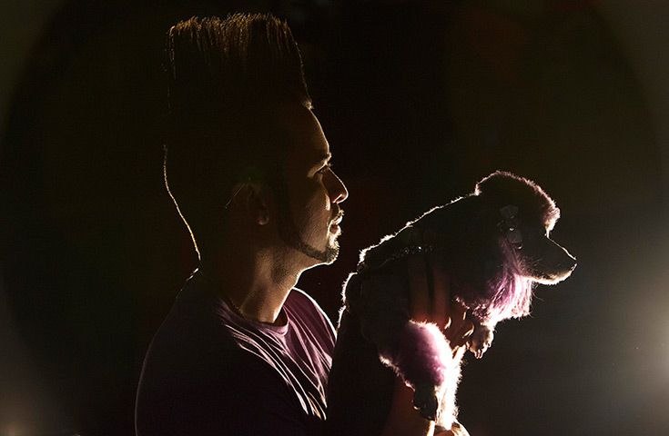 Furry friends dog show: Poodle mix Dana is held aloft by her owner