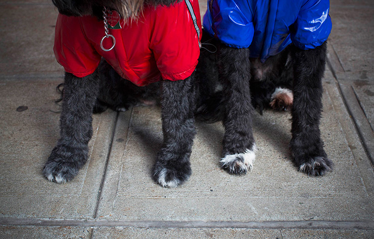 Furry friends dog show: Outfits worn by Portuguese Water Dogs Sabrina and Darren