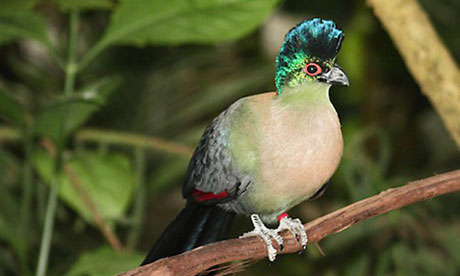 A green-crested dinosaur bird