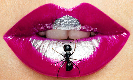 Ant sitting on pink shiny lips