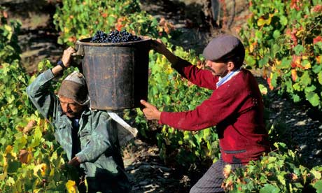 Grape pickers in Douro Valley, Portugal