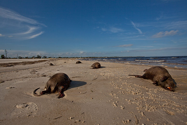 week in wildlife: Thousands of Dead Nutria Wash up in Waveland MS After Isaac