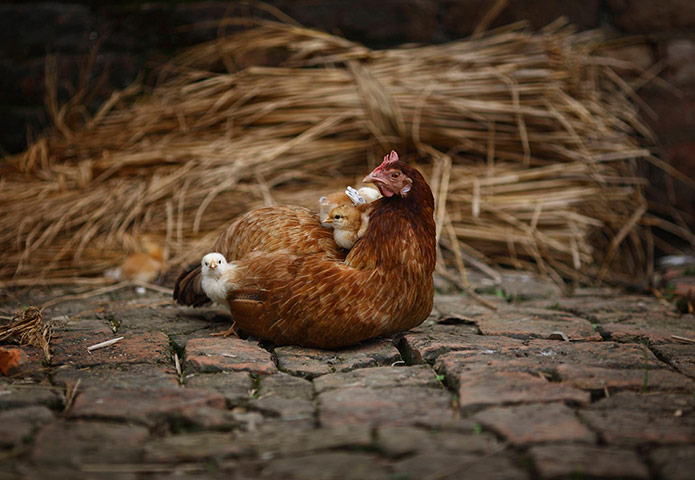 week in wildlife: A chicken rests with its baby chicks along a street in Lalitpur