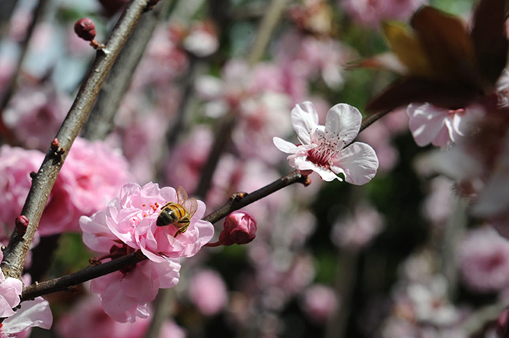 week in wildlife: A bee (L) lands on a flower in Sydney's