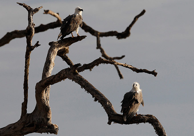 week in wildlife: Two eagles are seen on tree at Yala National Park in Yala