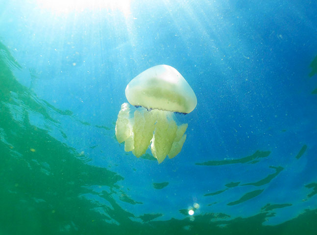 week in wildlife: A Medusa Rhizostomeae 