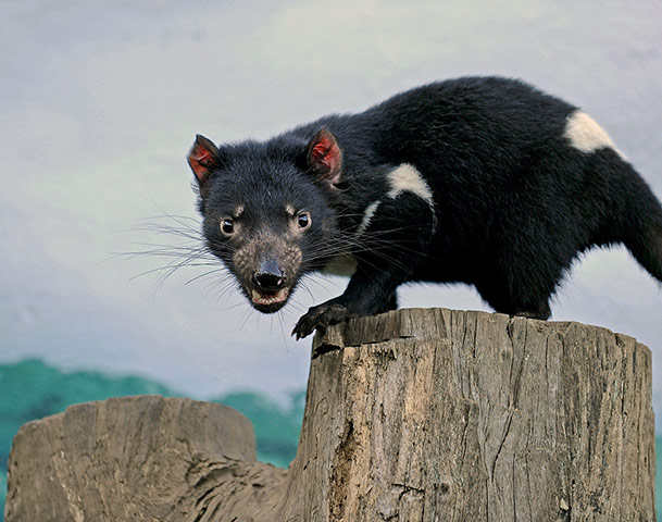 week in wildlife: Tasmanian Devil