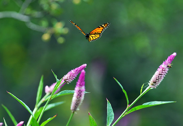 week in wildlife: A butterfly flies from flower to flower
