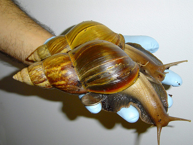 week in wildlife: Giant African Land Snail
