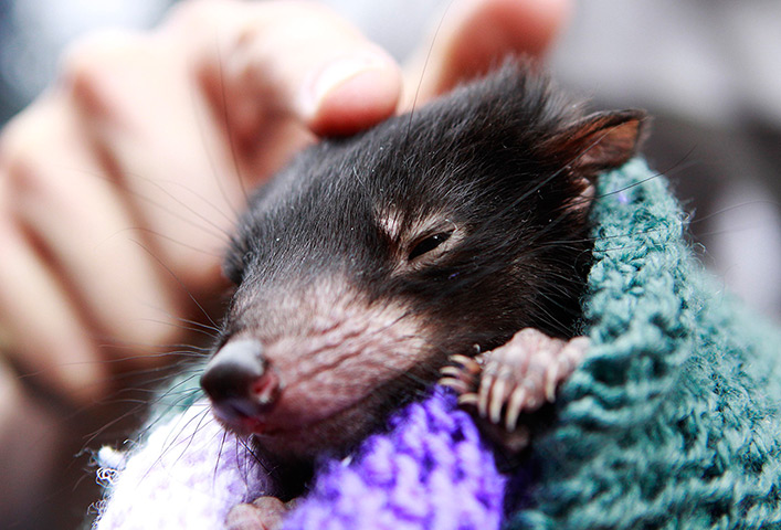 24 hours in pictures: a baby Tasmanian devil