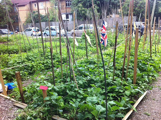 Pinnacle cmty projects: Westminster Allotments