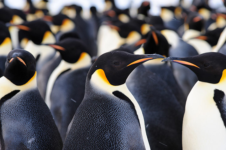 Penguins in Antarctica: 9,000-strong emperor penguin colony on Antarctica’s Princess Ragnhild Coast