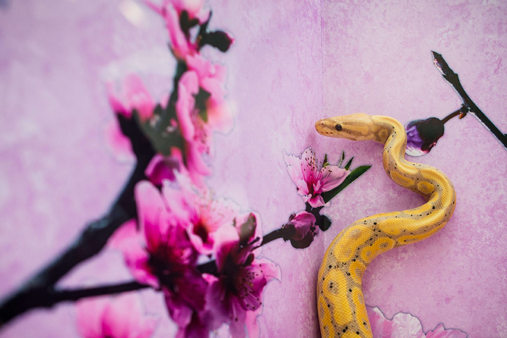 24 hours in pictures: A banana ball python