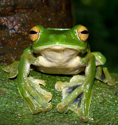 Penguins in Antarctica: Helen s Flying Frog perched on a branch in Nui Ong Nature Reserve, Vietnam